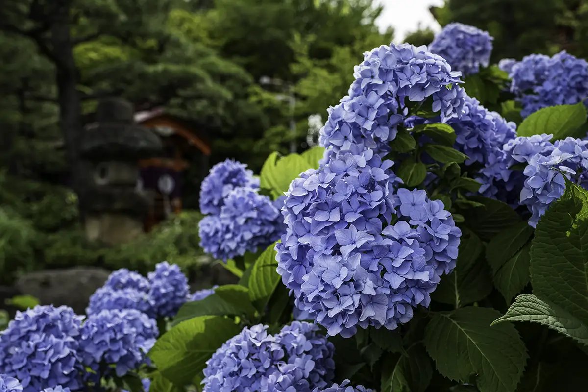 🏯 다카하타산 묘오인 곤고지(다카하타후도손)